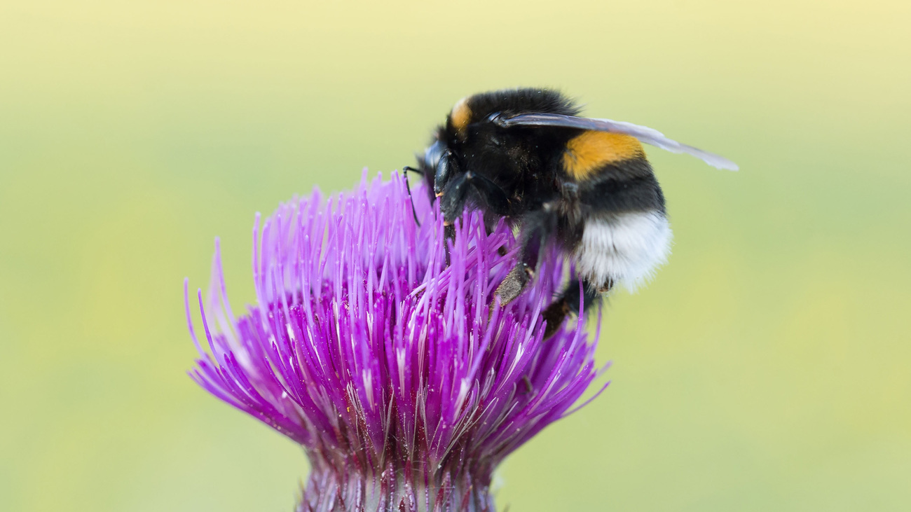 A buff-tailed bumblebee on a flower.