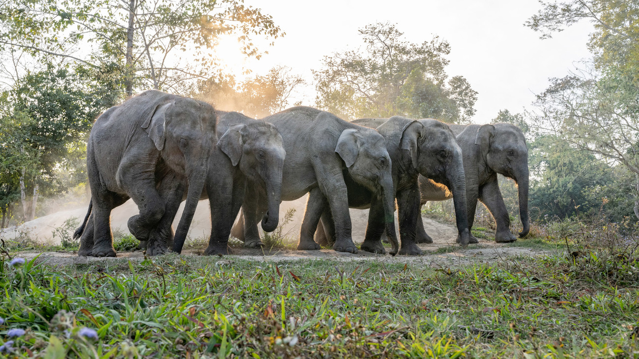 Jeunes éléphants d’Asie. 