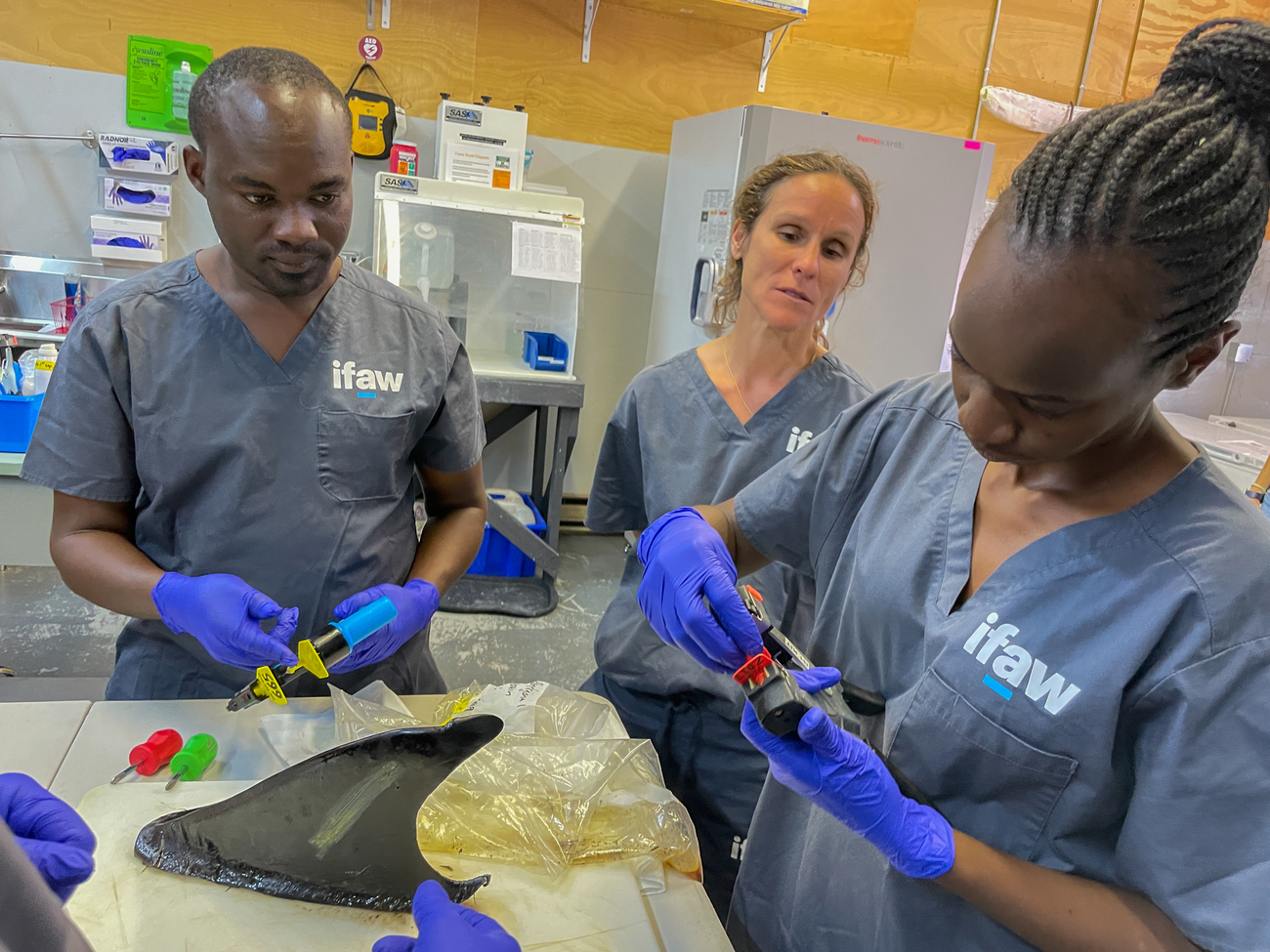 Keniaanse reddingswerkers van zeezoogdieren trainen met experts op Cape Cod, één van 's werelds grootste strandingshotspots.