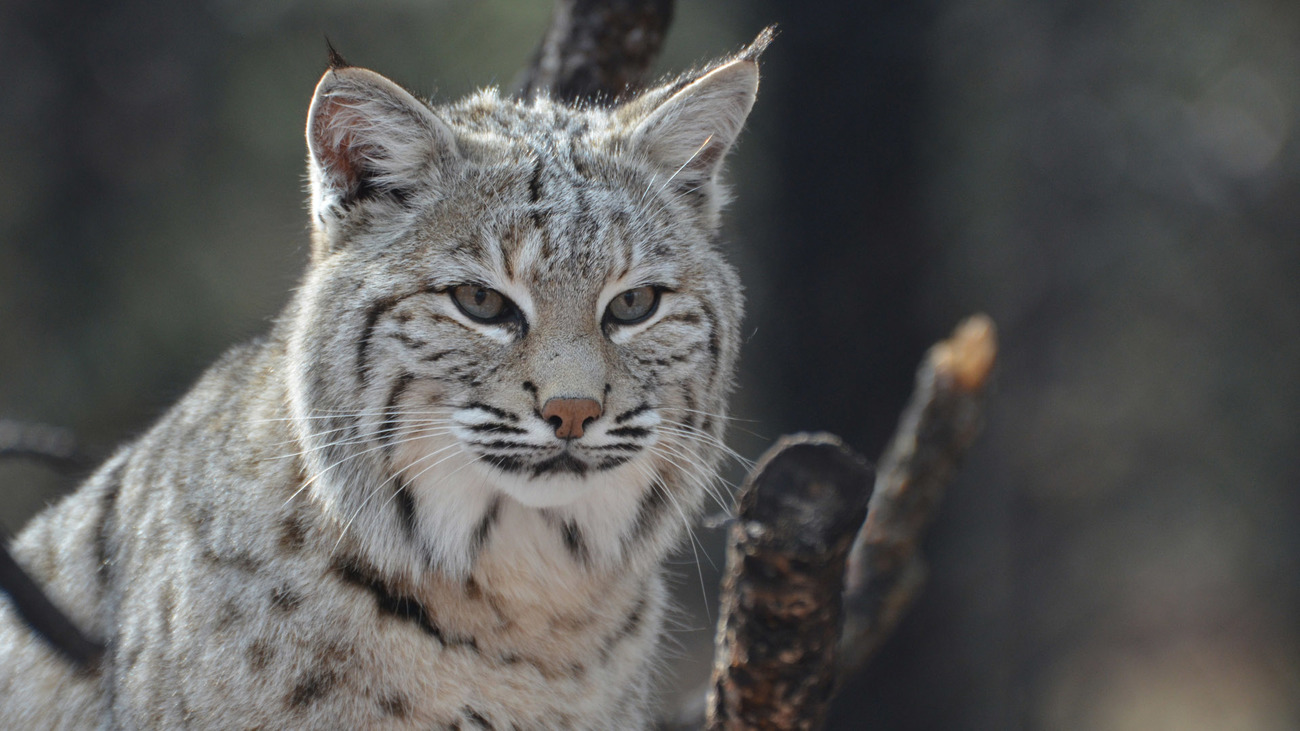 Canadian lynx.