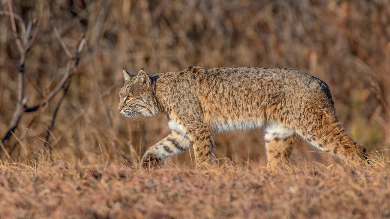 A bobcat walking through the grass.