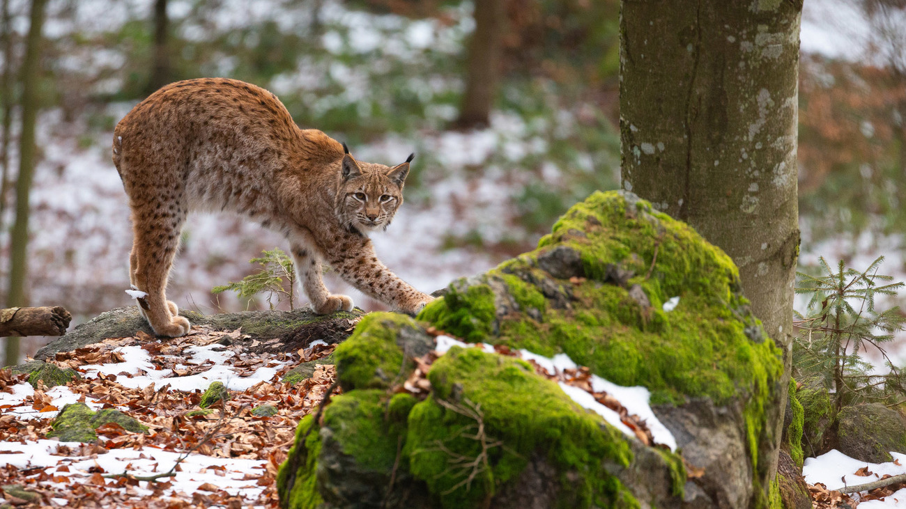 Eurasian lynx in its natural habitat.