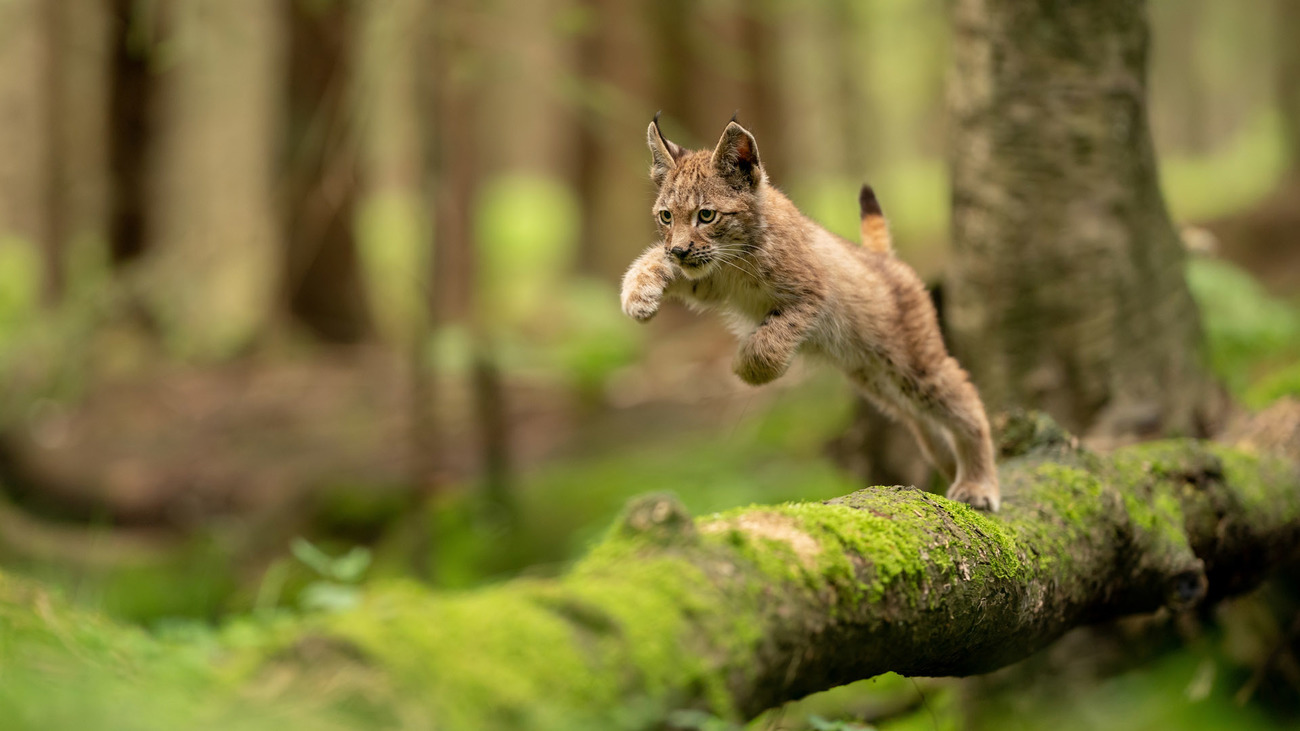 A Eurasian lynx cub leaping on a mossy tree trunk.