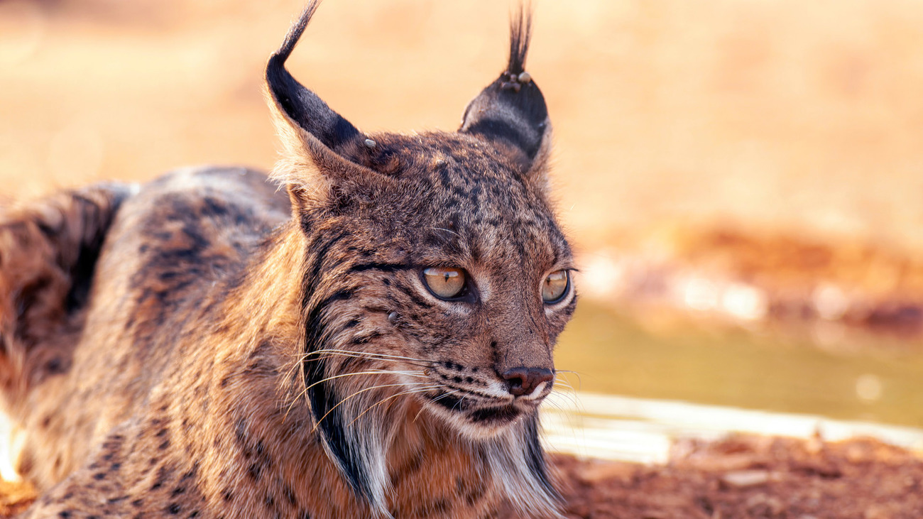 Iberian lynx.