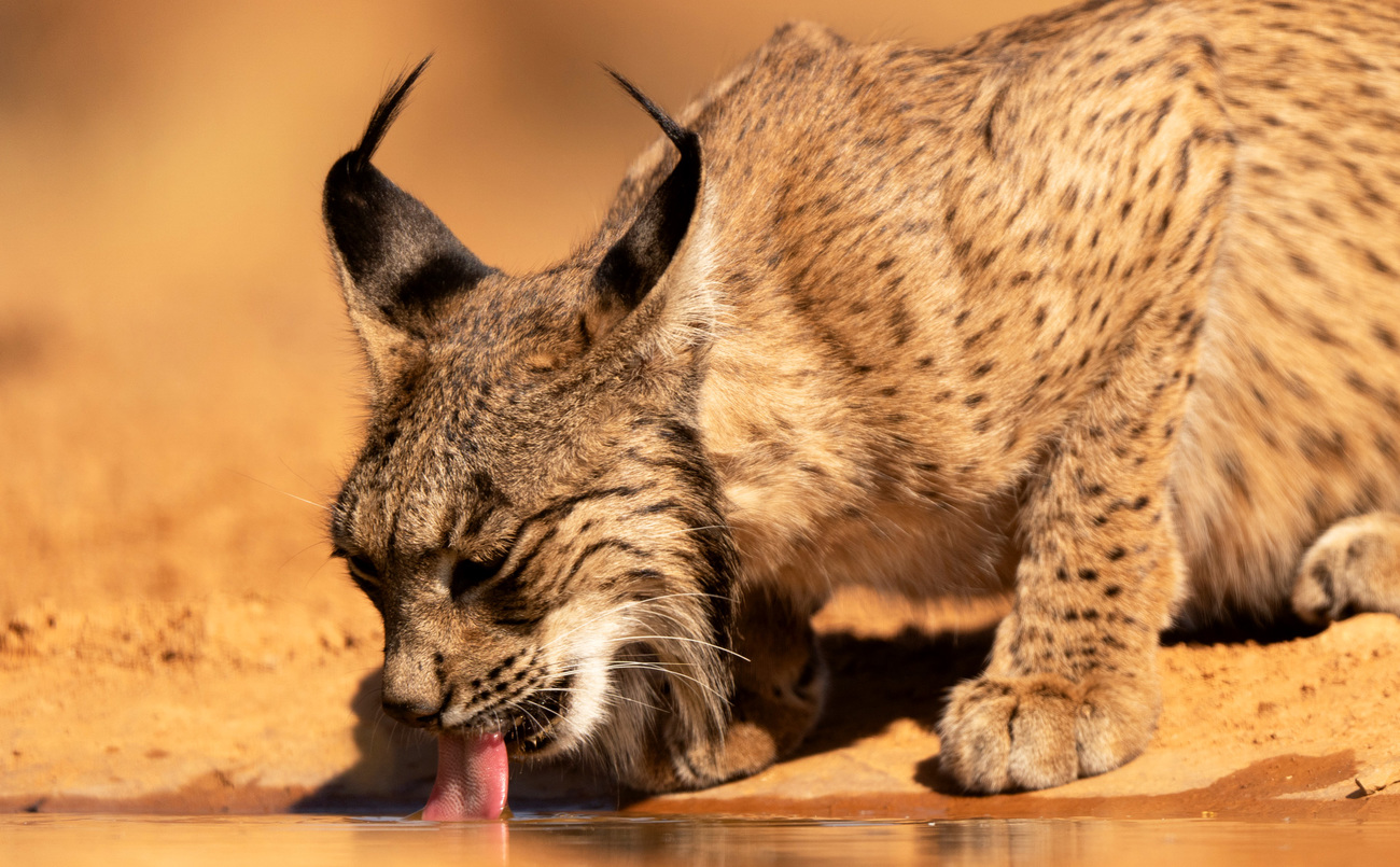 An Iberian lynx drinking water.