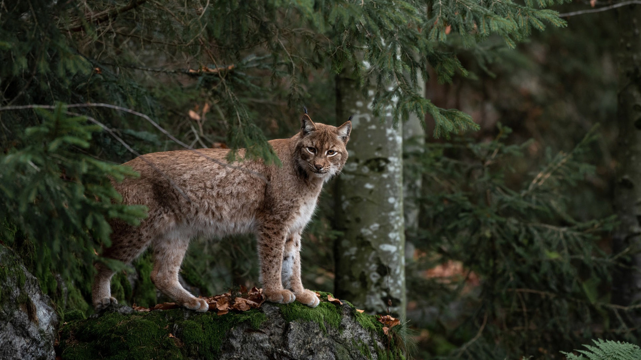 A bobcat in the forest.