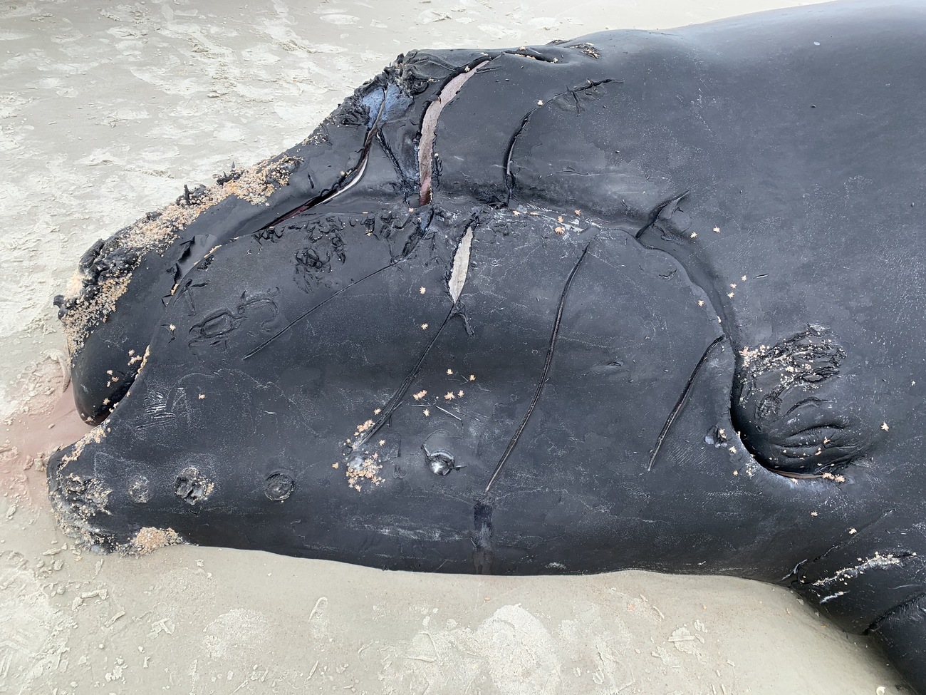 One-month old calf of Catalog #3230 found dead with propeller cuts after being hit by a vessel.