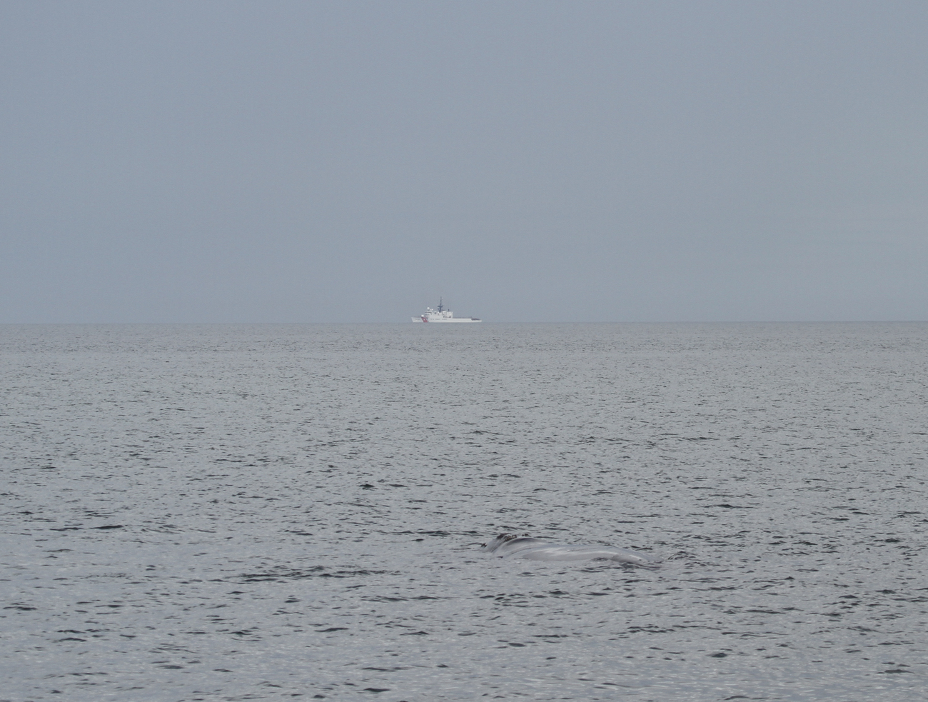 The broad, flat back of a North Atlantic right whale is barely visible in the foreground as a Coast Guard cutter cruises by in the distance.