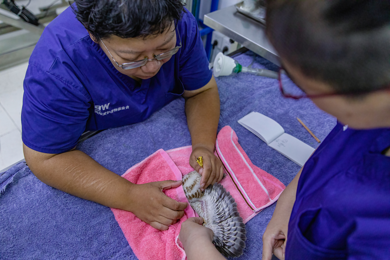 IFAW BRRC rehabilitators check the wing and feathers of a Chinese goshawk.