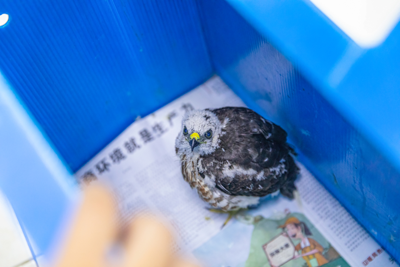 A Chinese goshawk in a transfer box before being examined at IFAW BRRC.