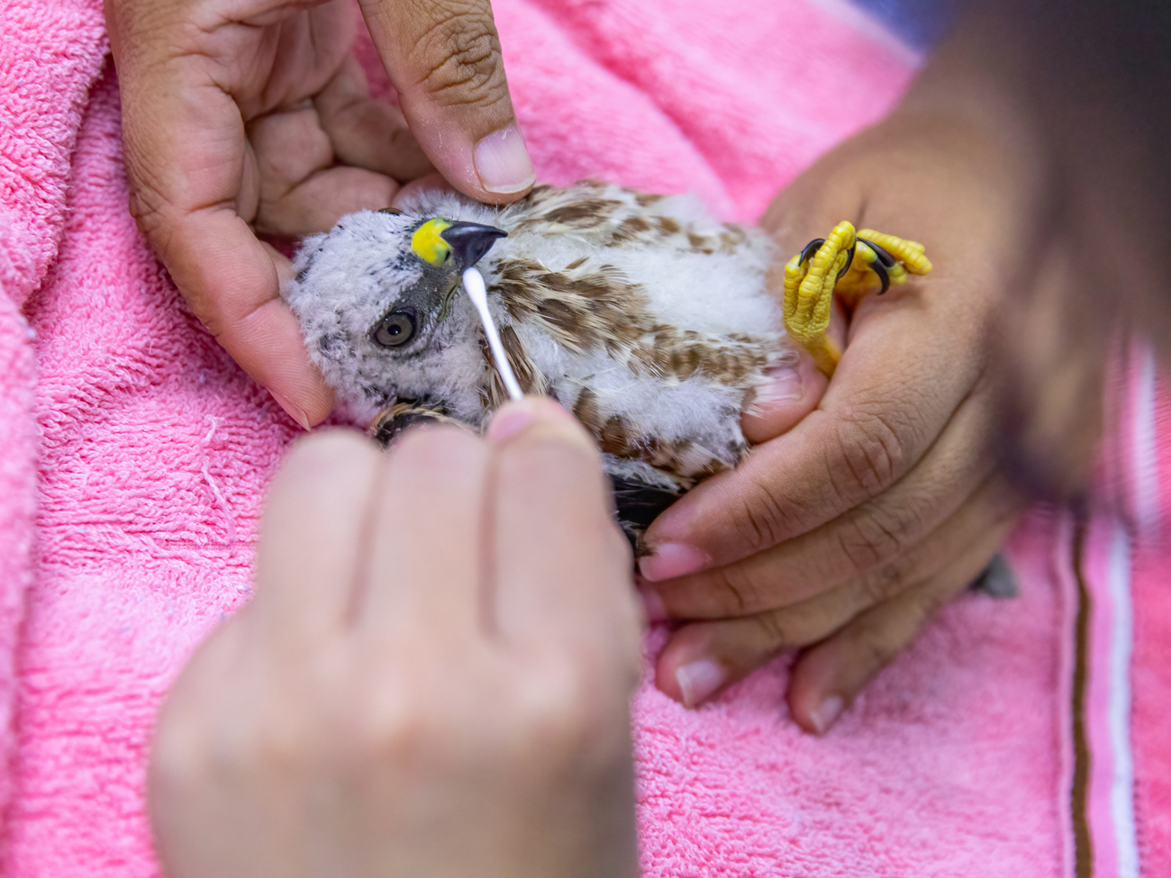 IFAW BRRC rehabilitators take throat swabs from a newly-admitted Chinese goshawk to check for disease.