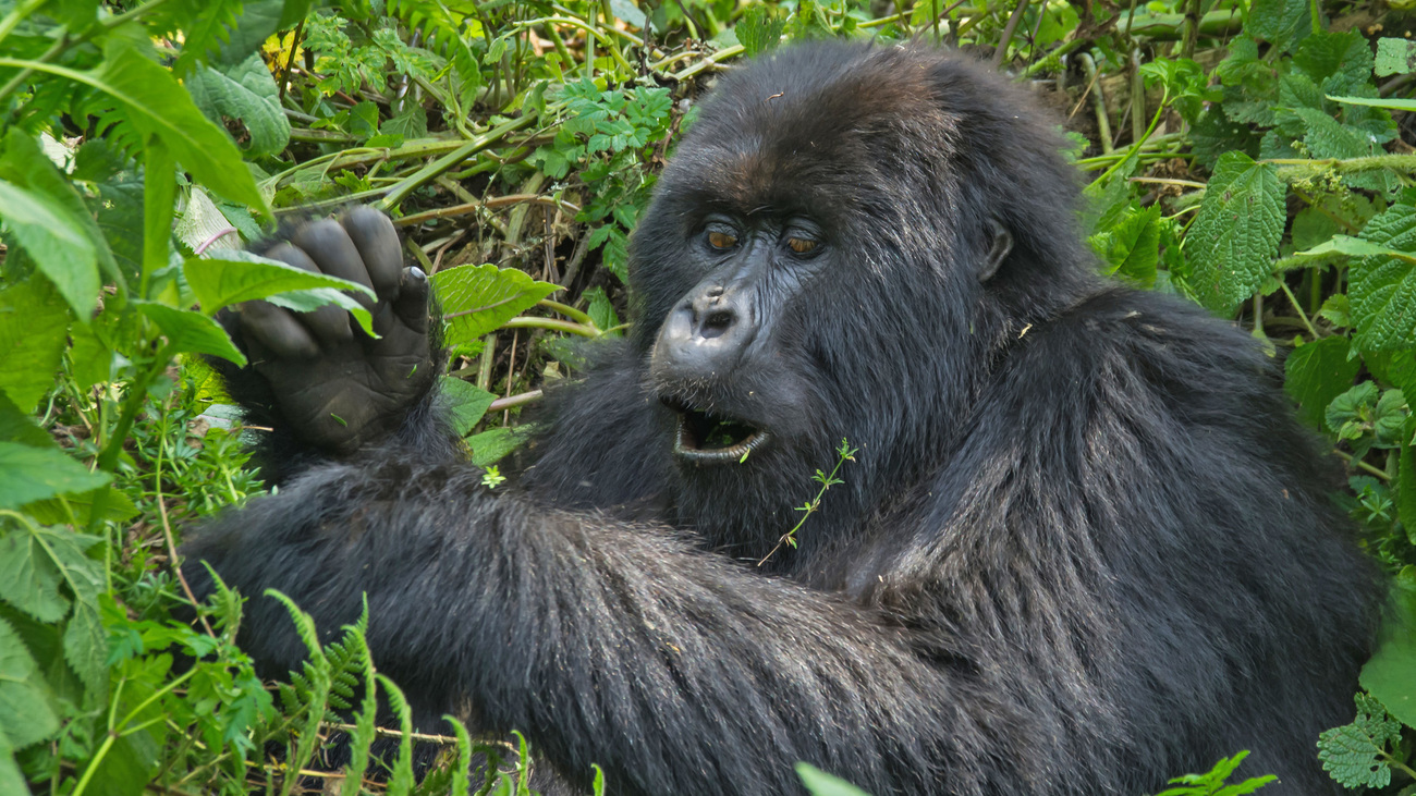 A mountain gorilla eating in Rwanda.