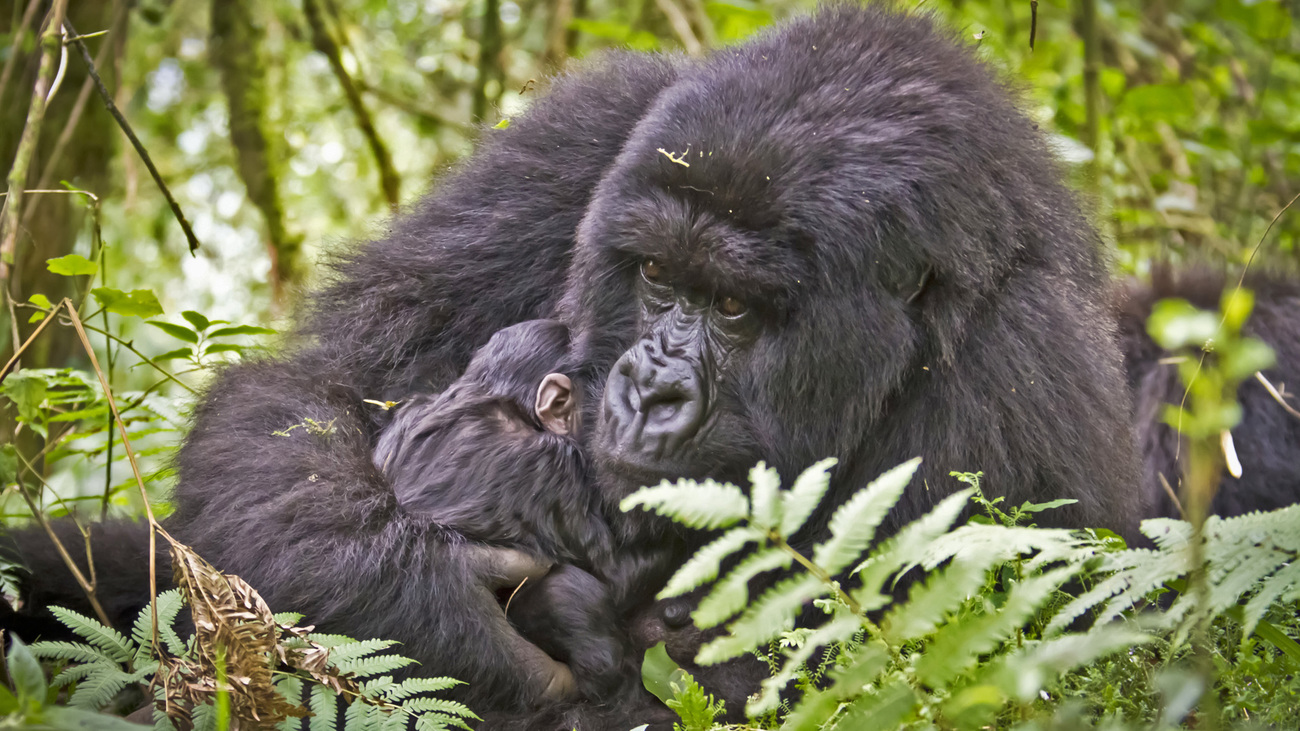 A mother gorilla holding her young in her arms.