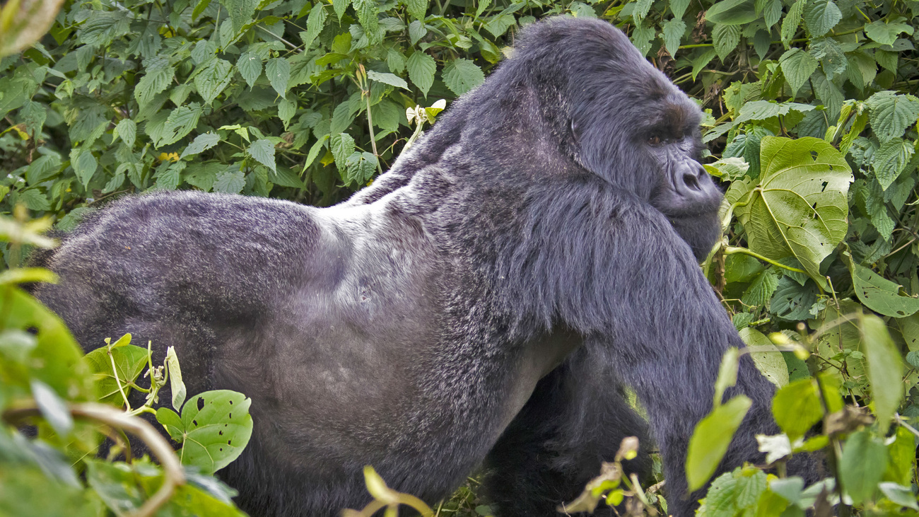 A silverback mountain gorilla in Rwanda.