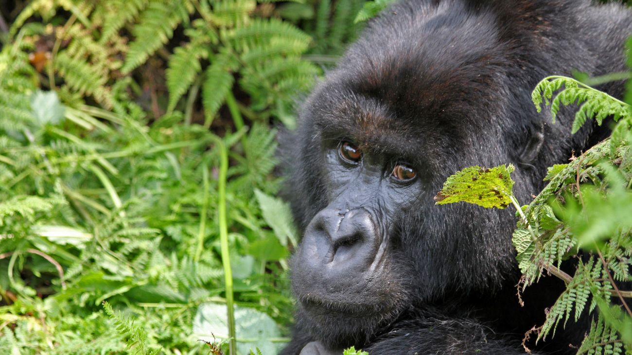 Mountain gorilla in the bush.