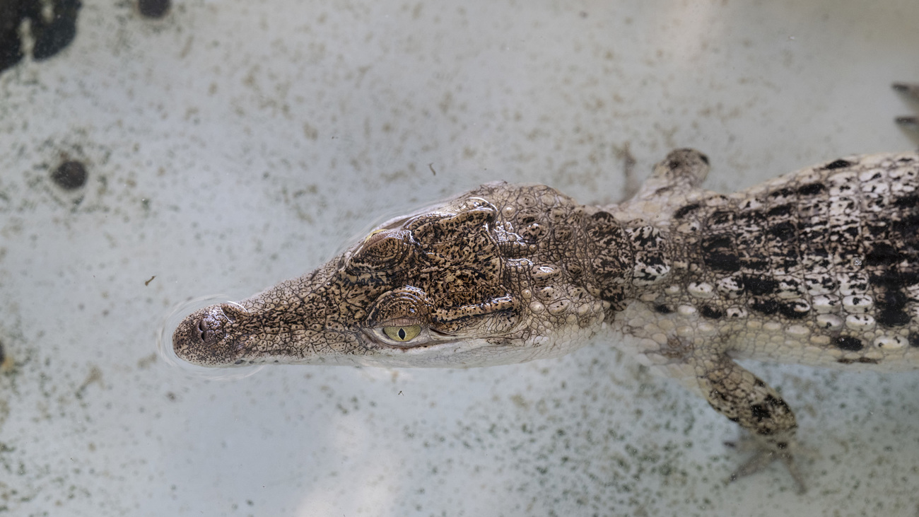 A Philippine crocodile rescued from the illegal wildlife trade.