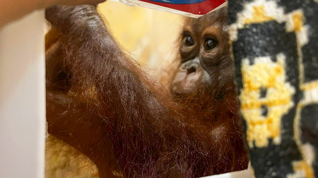 A ten-month-old orangutan rescued from the illegal wildlife trade in Indonesia.