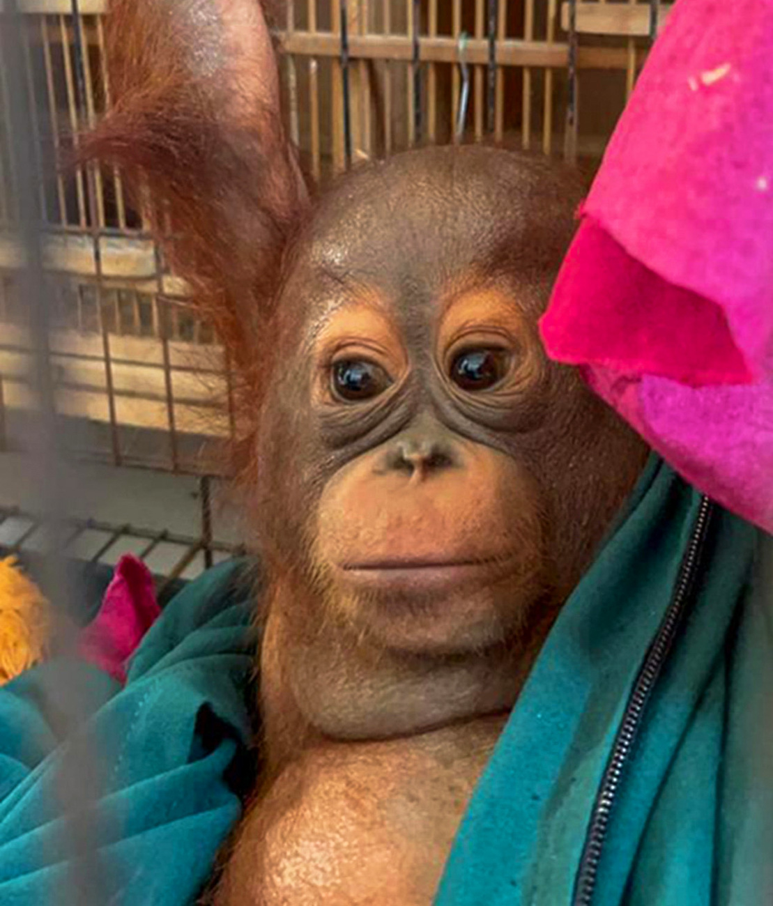 A ten-month-old orangutan rescued from the illegal wildlife trade in Indonesia.