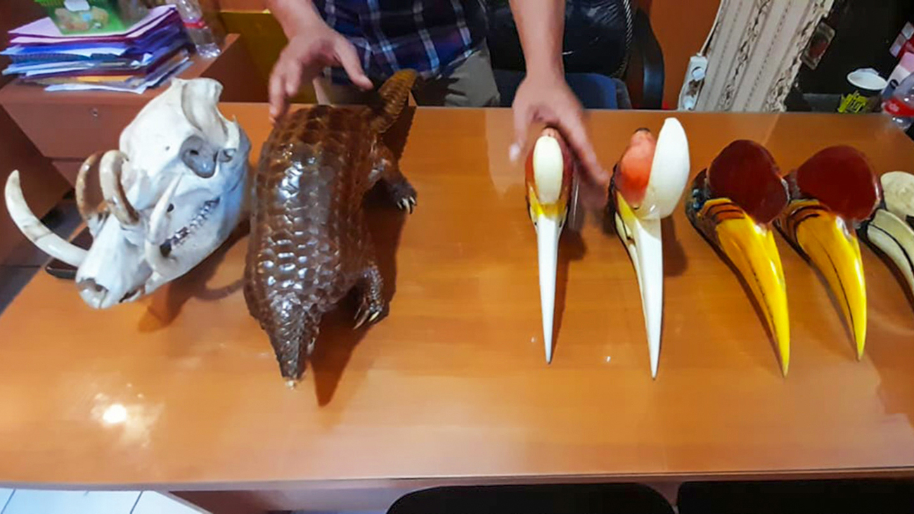 A skull, beaks, and pangolin skin confiscated from an illegal wildlife trader in Indonesia.