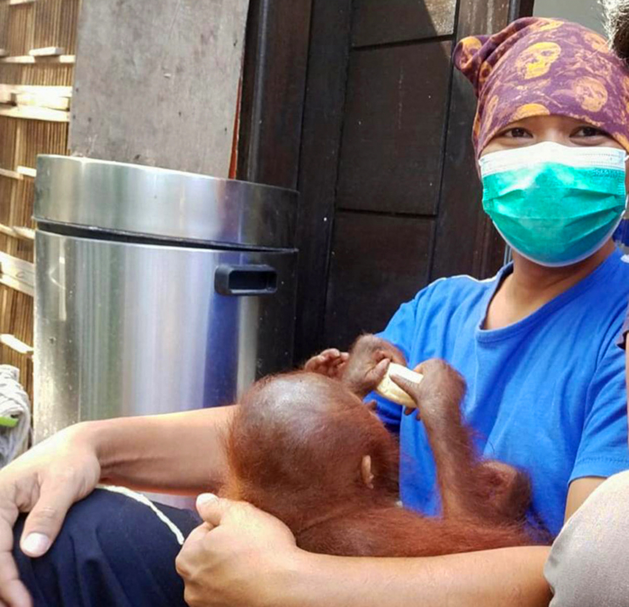 A ten-month-old orangutan rescued from the illegal wildlife trade with a carer in Indonesia.