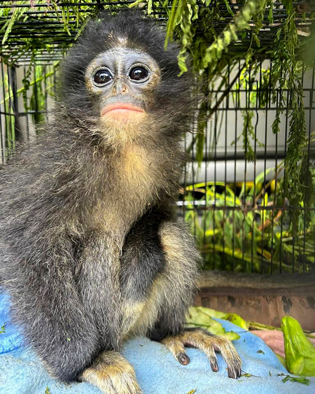 A critically endangered leaf monkey, or Javan langur, rescued from the illegal wildlife trade in Indonesia.