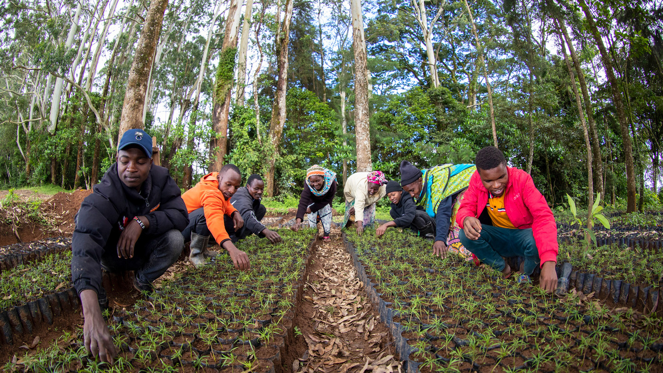 Chawia Hass avocado farmers tending to the seedlings.