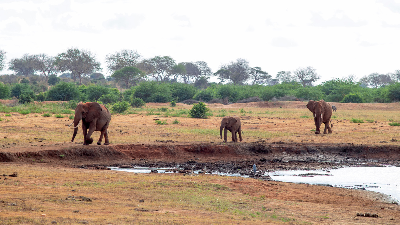 Elephants coming to a watering hole in Tsavo East National Park.