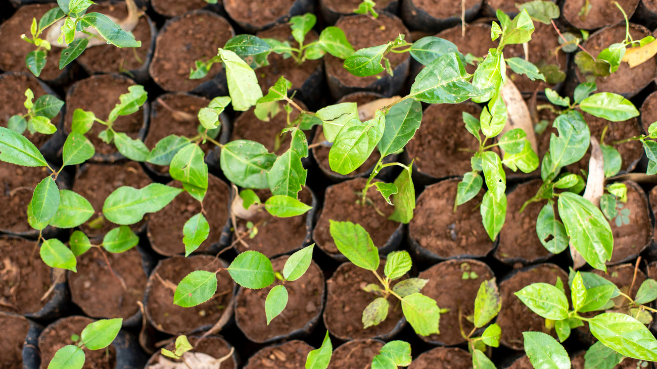 Chawia Farmers' CBO Hass avocado seedlings.