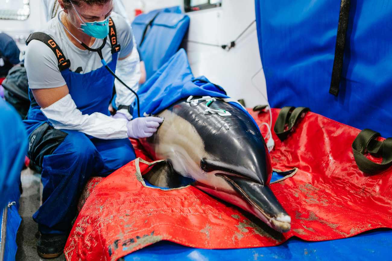 IFAW veterinarian Dr. Sarah Sharp performs a health assessment on a stranded common dolphin in the MDRC during transport to the release site.