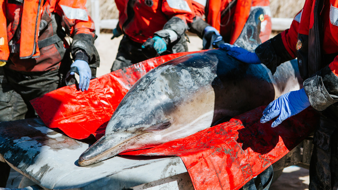 Close-up of a common dolphin being transported by cart to the release beach