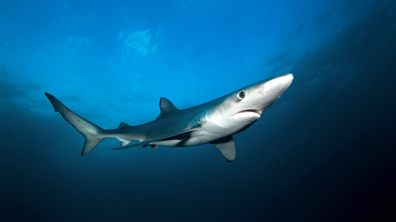 The changing tides: Why are sharks increasingly approaching our s