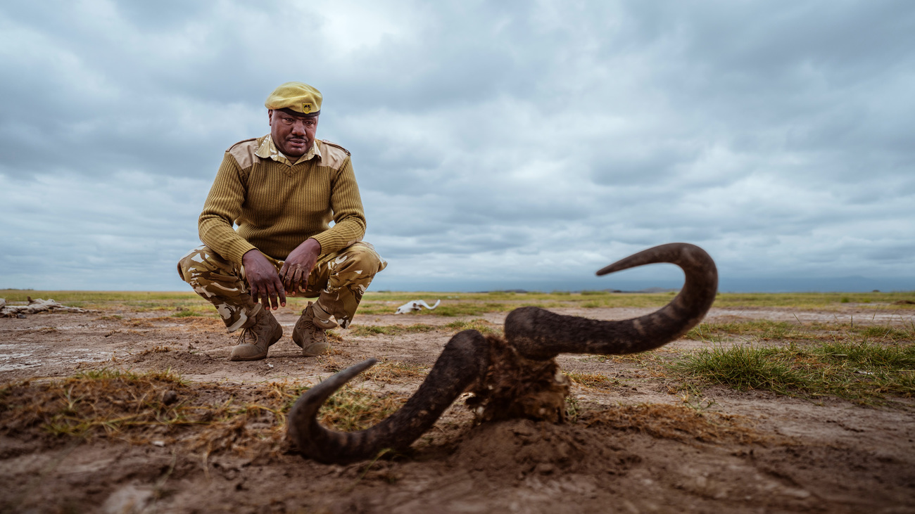 KWS Ranger Samuel Atambo with a wildebeest skull during a drought in Amboseli National Park, Kenya.