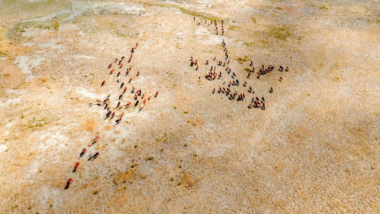 Maasai and their cattle cross a dried-up lake in search of pasture and water in Amboseli National Park—due to the drought, they are allowed in the park during certain hours.