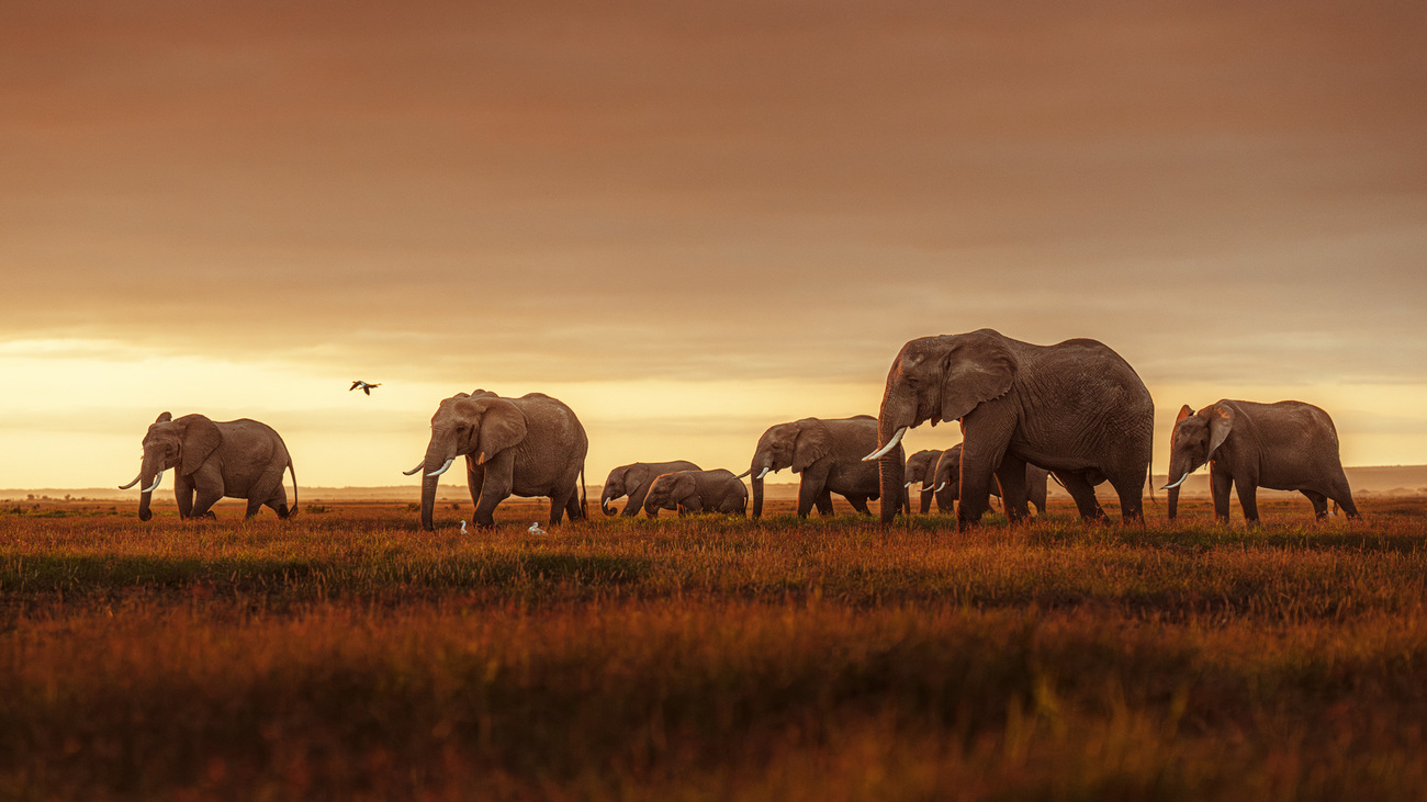 In der Dämmerung durchquert eine Elefantenherde eine Graslandschaft im Amboseli Nationalpark (Kenia)