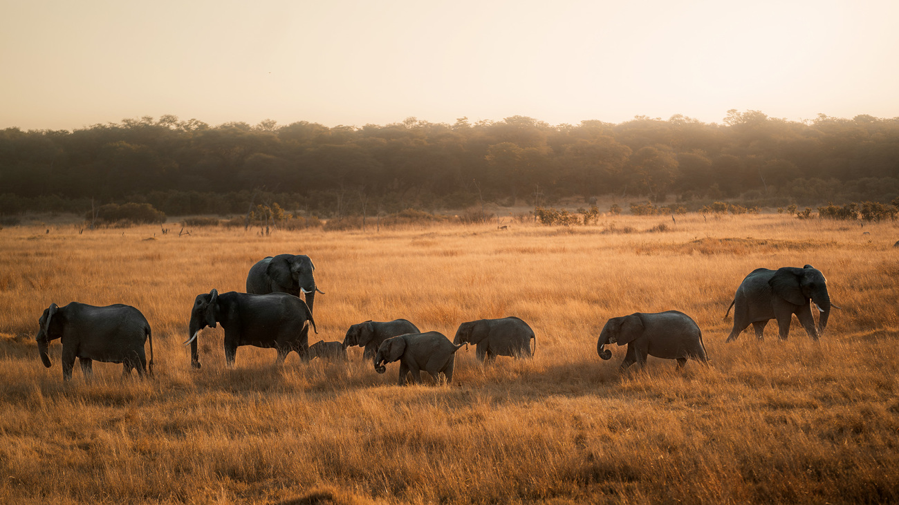 Elephants in Hwange National Park, Zimbabwe.