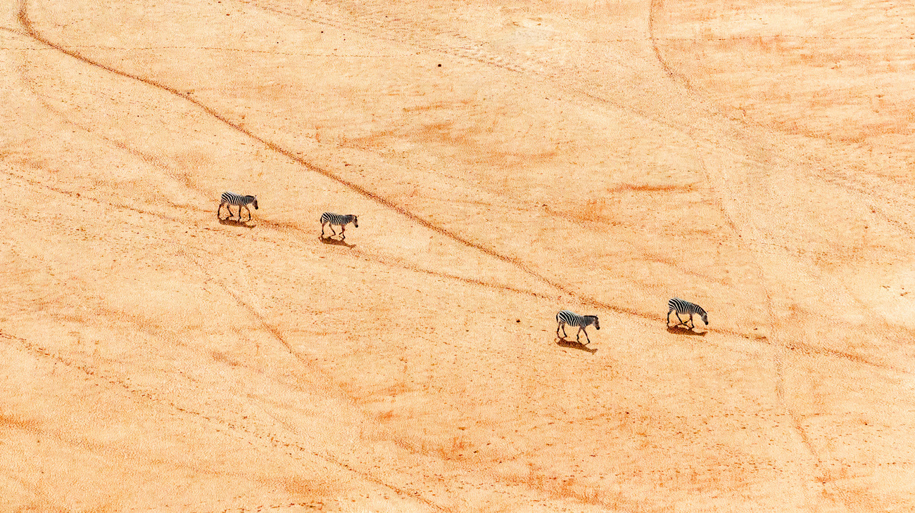 Vier Zebras durchqueren eine trockene Landschaft im Amboseli Nationalpark (Kenia).