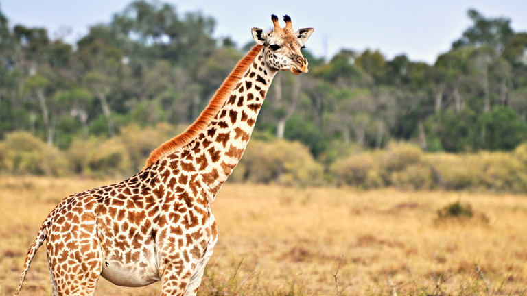 What you should know about giraffes | IFAW