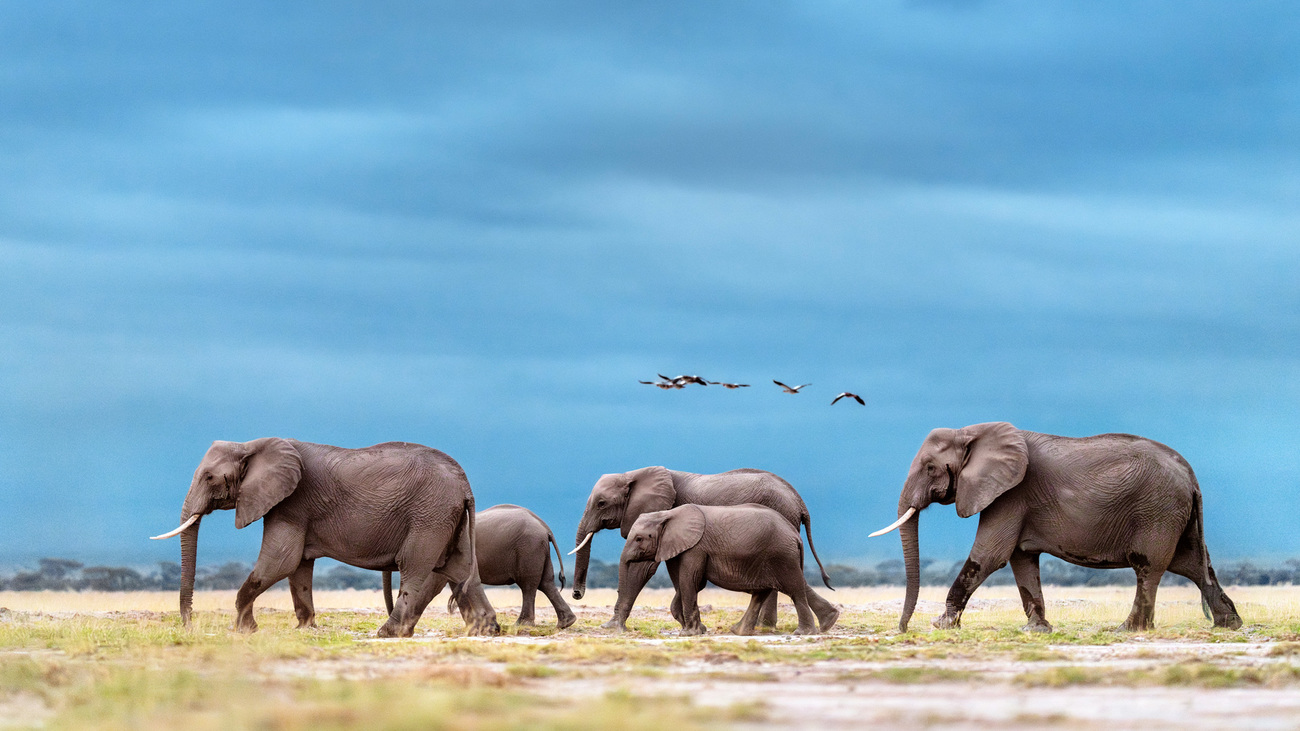 Elephants walking through Amboseli National Park, Kenya.