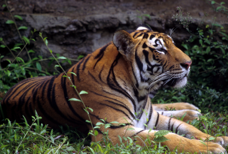 Bengal Tigers May Not Survive Climate Change - The New York Times