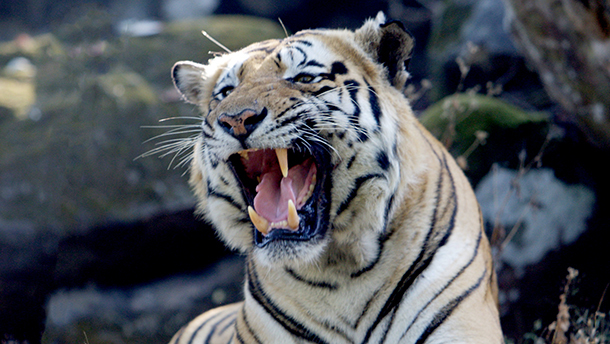 An Amur tiger released back to the wild.