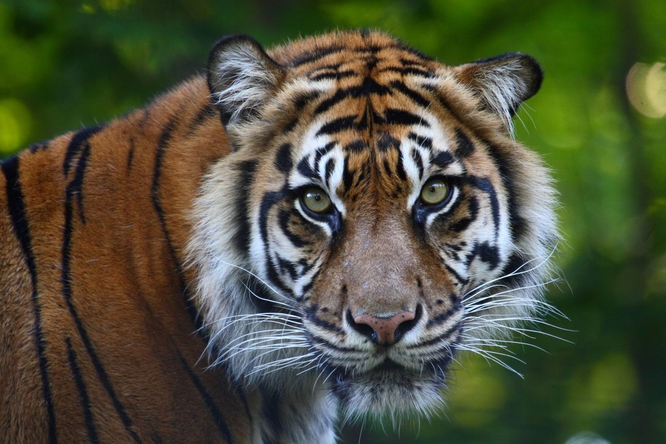 A tiger looking at the camera.