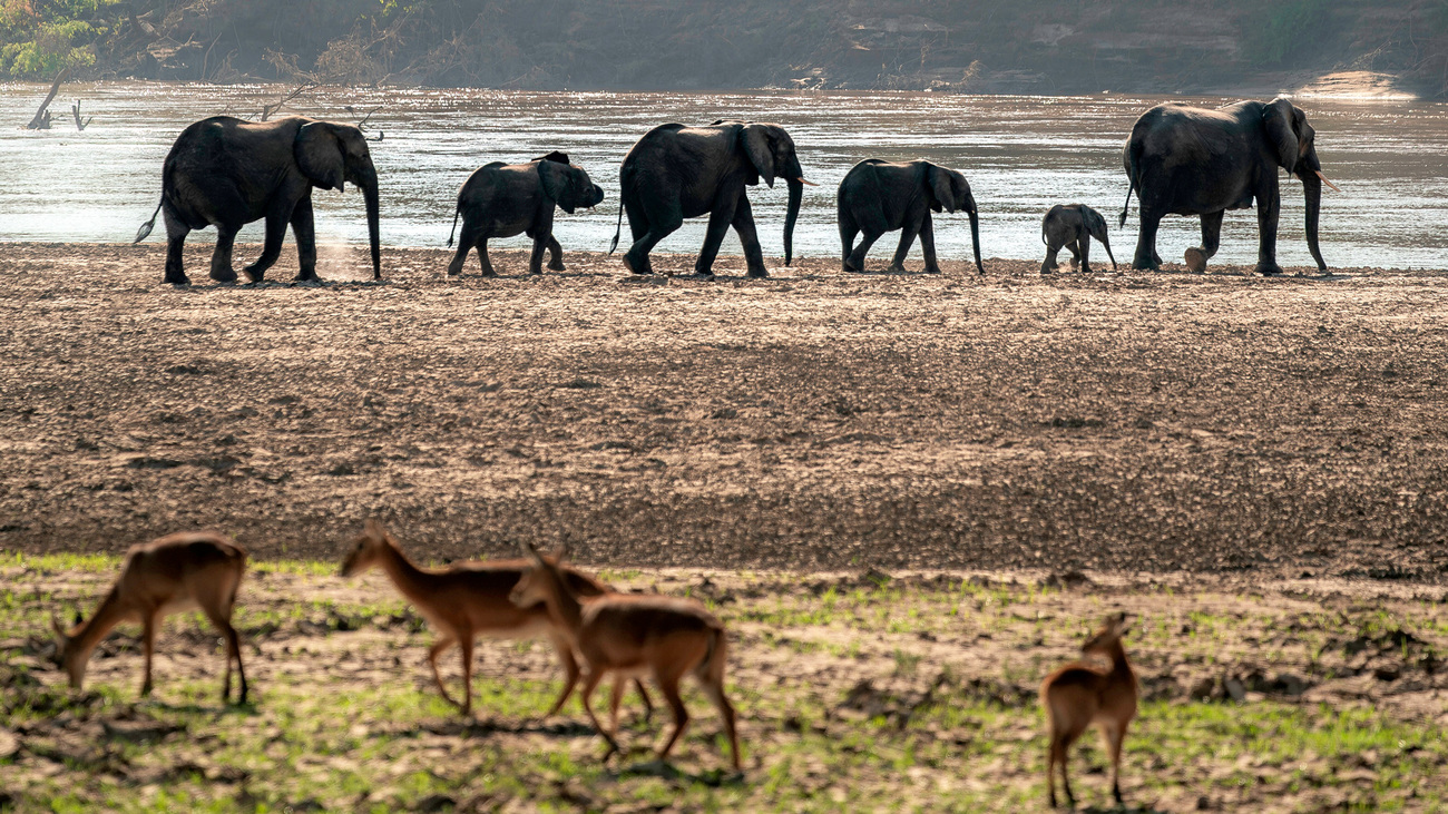 A herd of elephants walks towards the water while kobs graze in the foreground in Zambia.