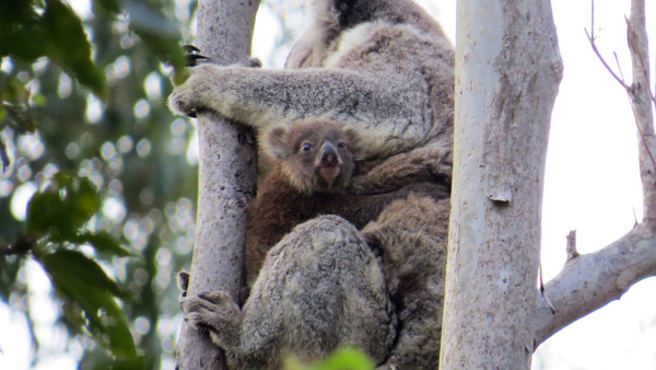 Koala bushfire survivor spotted in the wild with second joey
