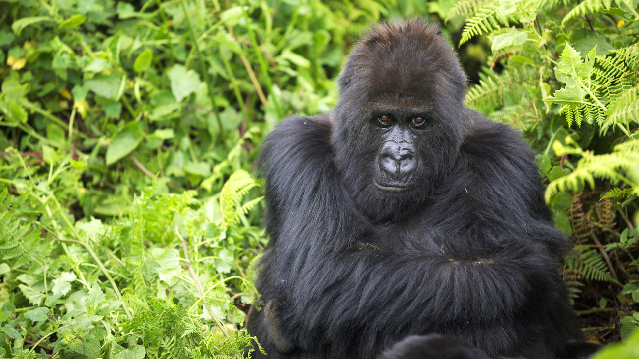 A lone gorilla sits in the African bush.