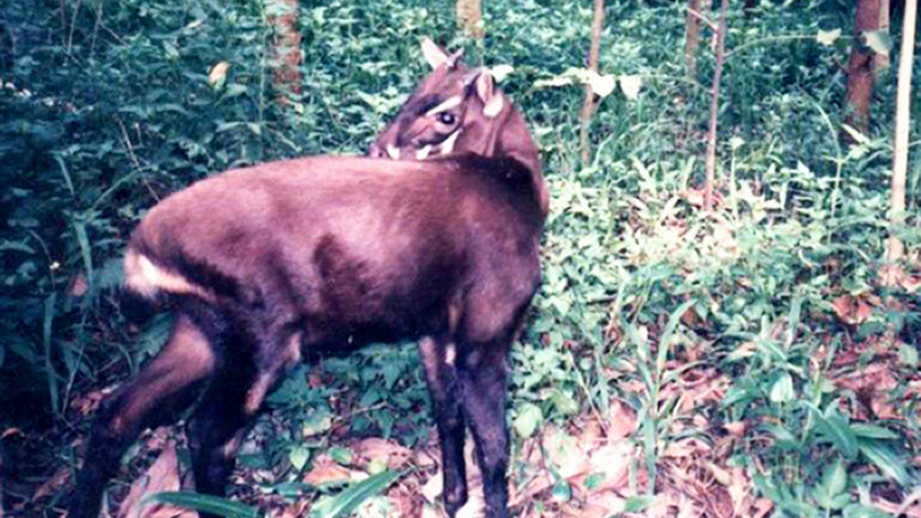 A saola in the forest.