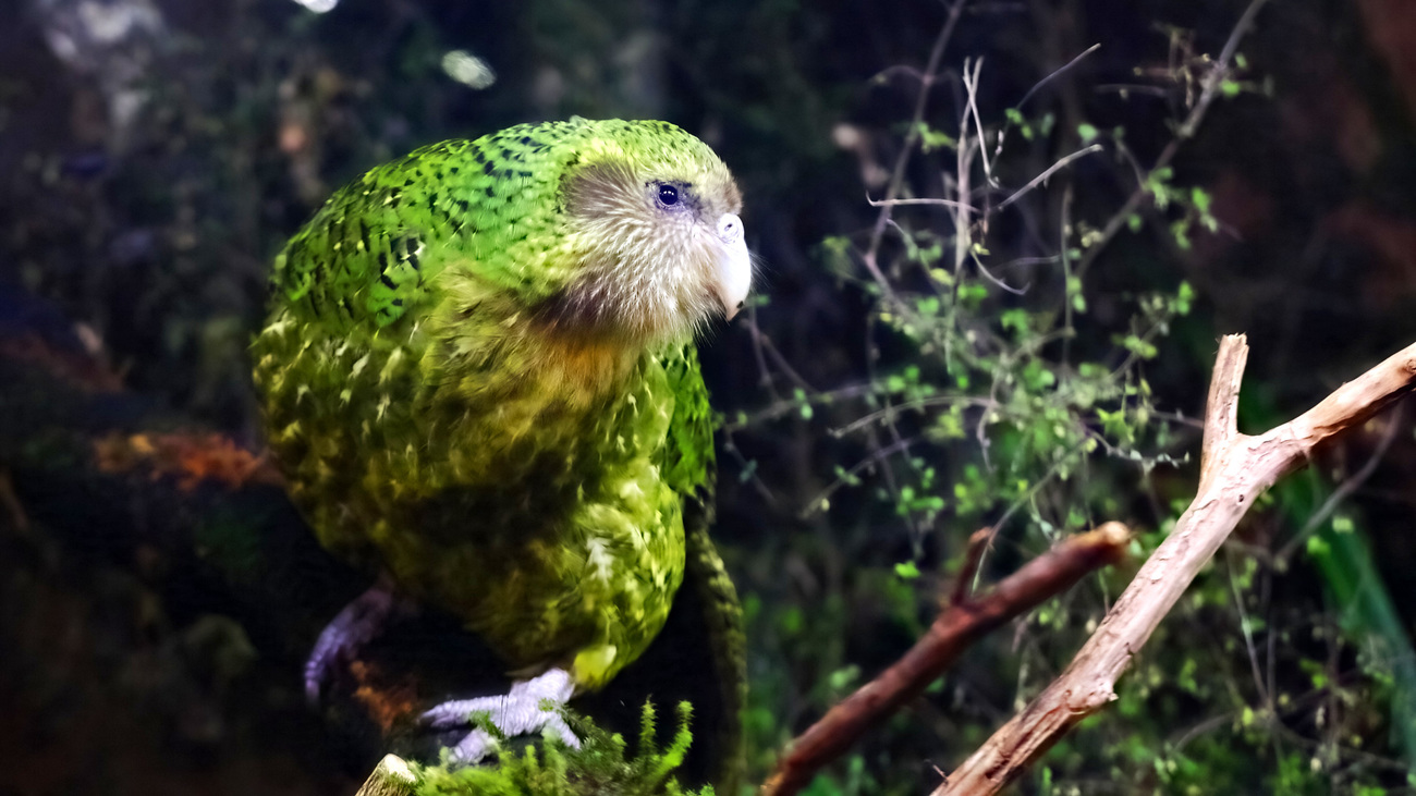 Kakapo perched on a branch.