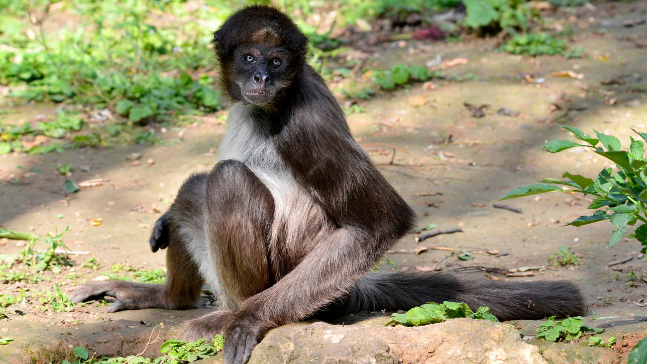 A brown spider monkey sitting on the ground.