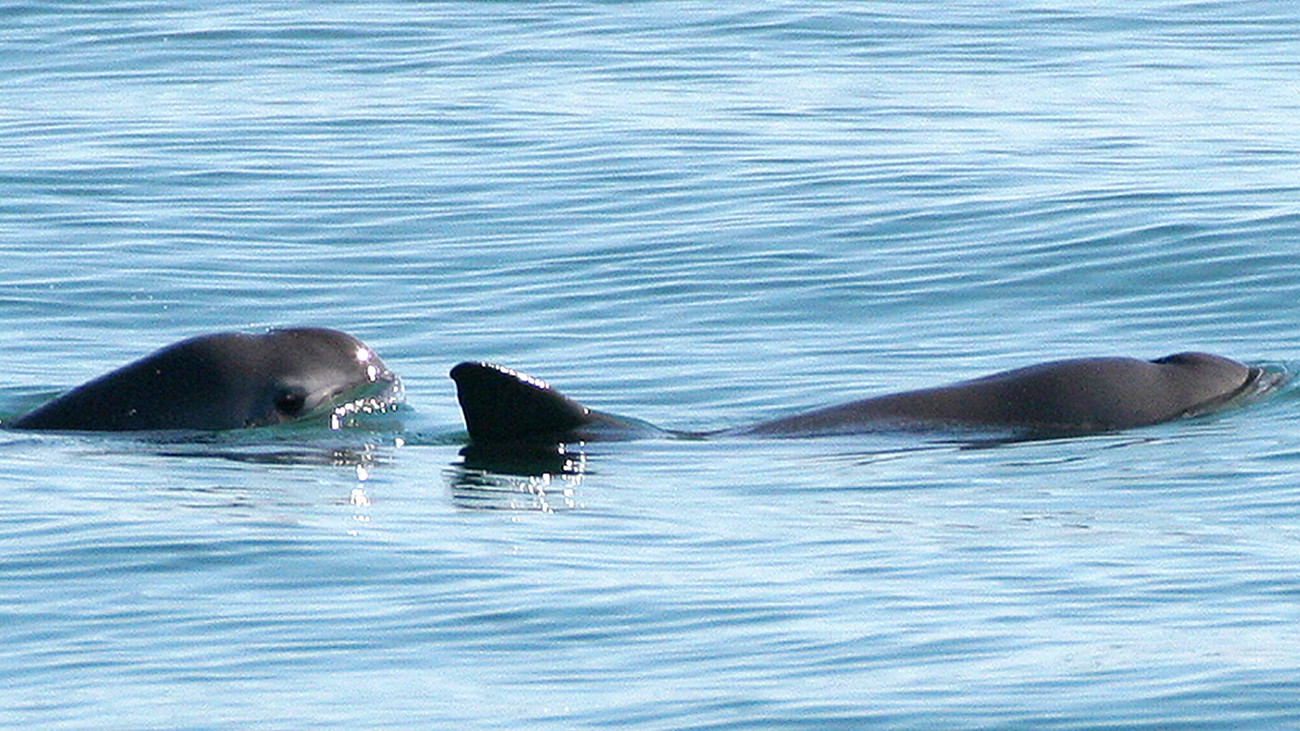 Pair of vaquita sighted in the Gulf of California.