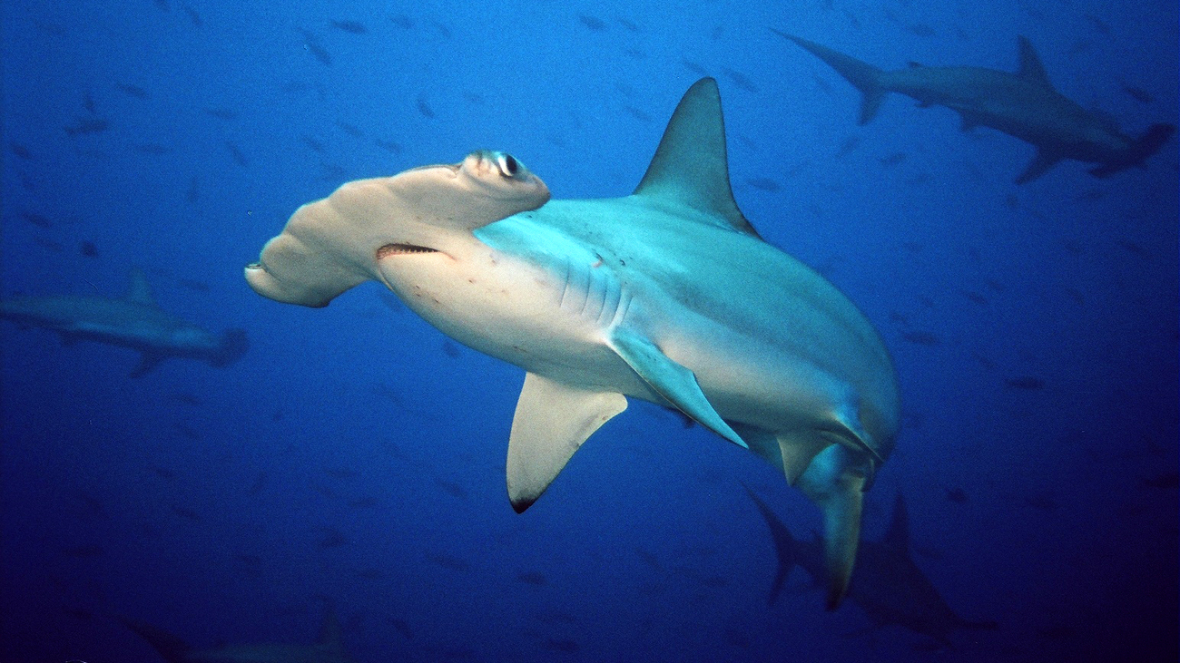 A scalloped hammerhead shark.