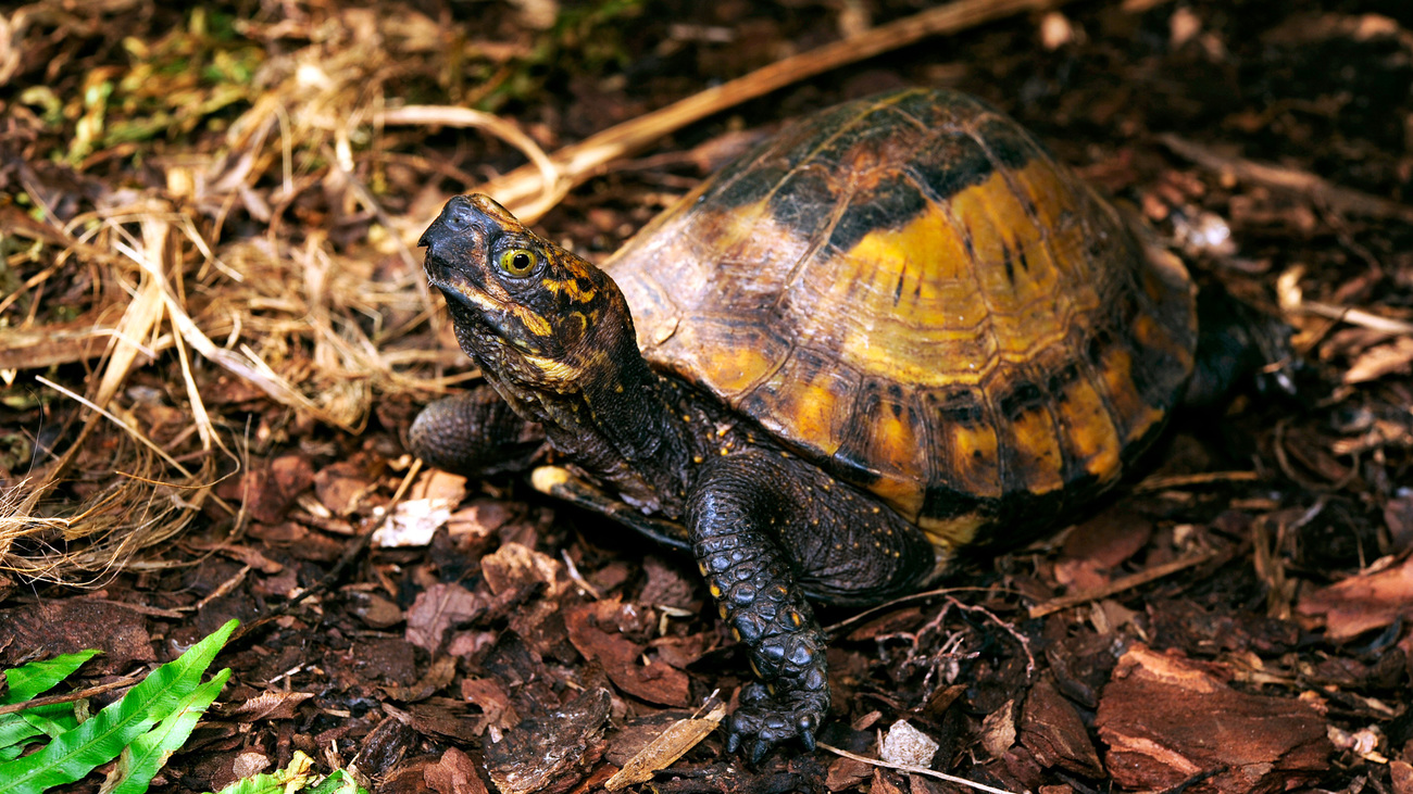 An Indochinese box turtle in the forest.